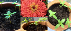img-article-how-to-plant-flowers-with-kids